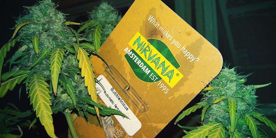 Nirvana Seeds Packaging Nirvana Seeds Packaging