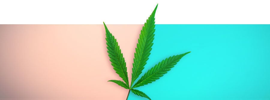 regular cannabis seeds