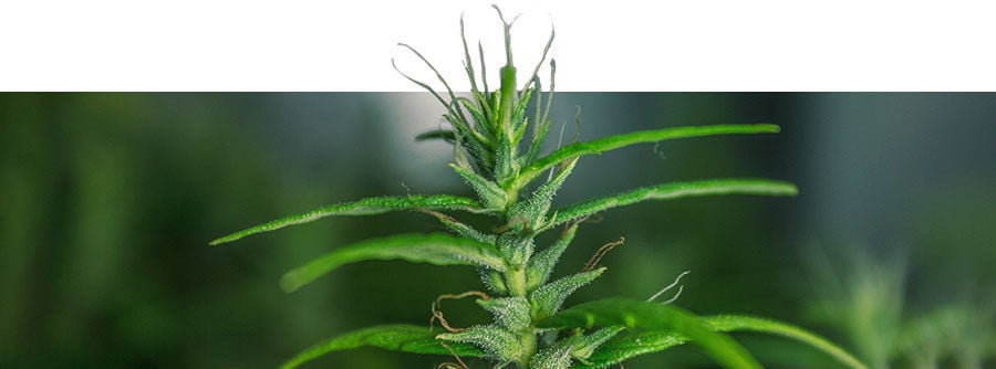 Classic Cannabis Strains