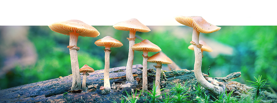 Zamnesia Mushroom Grow Kits Zamnesia Mushroom Grow Kits