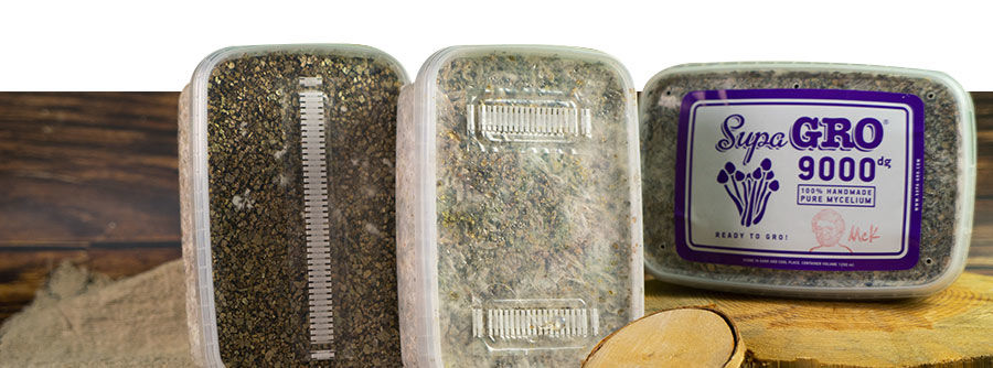 Magic Mushroom Grow Kits