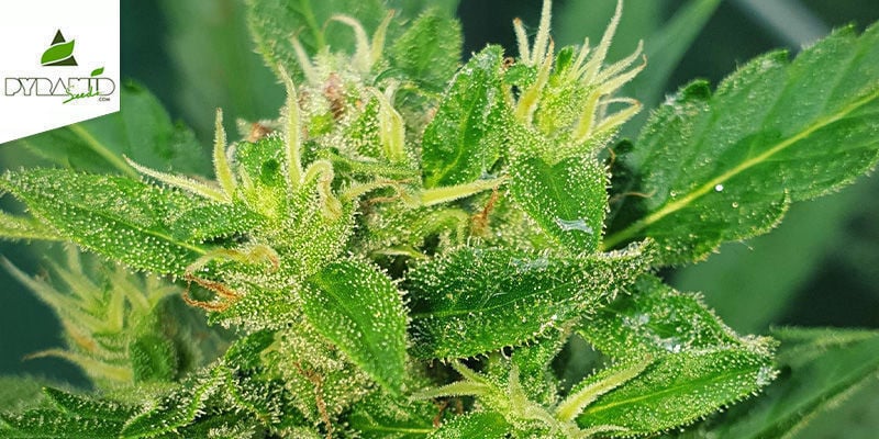 Auto Super Hash (Pyramid Seeds) Feminized