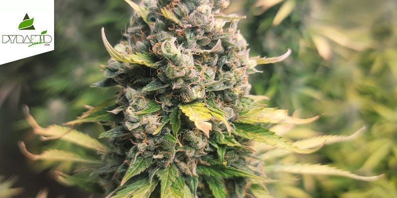 Auto Tutankhamon (Pyramid Seeds) Feminized