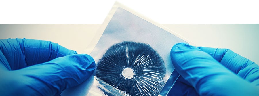 Spore Prints Spore Prints