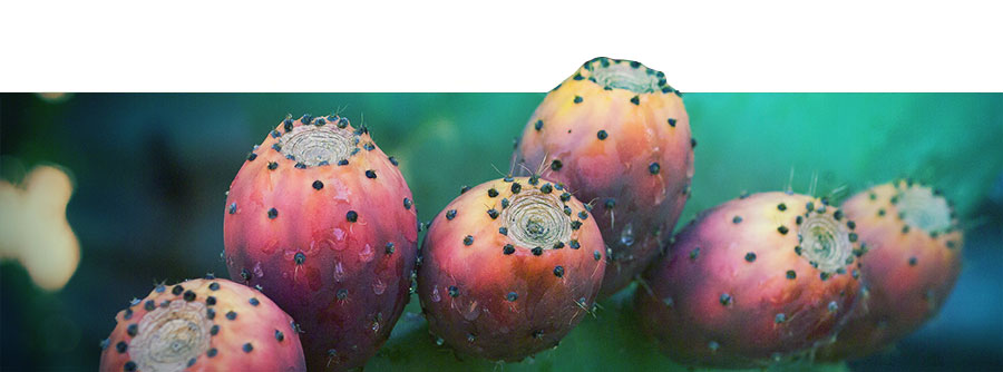 The Ultimate Mescaline Cactus Guide The Ultimate Mescaline Cactus Guide