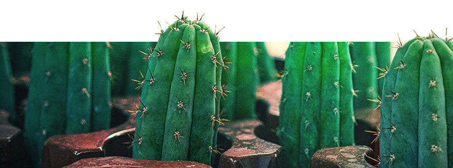 Information About Mescaline Cacti