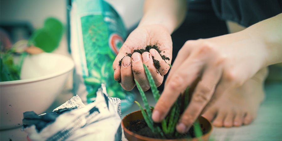 SOIL MIX FOR YOUR CACTUS