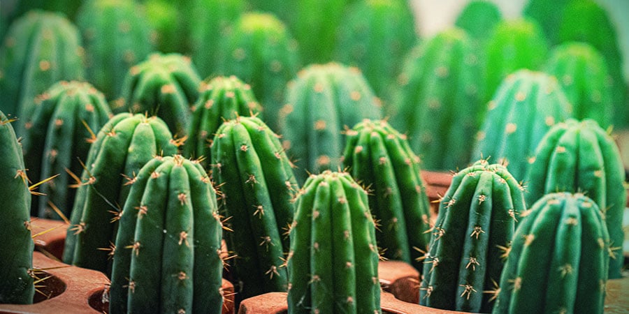 Cactus qui danse – Fit Super-Humain