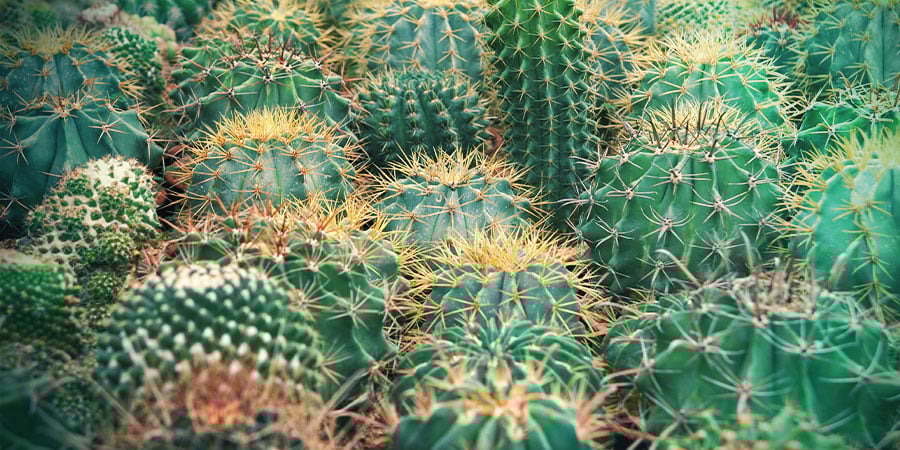 THROUGH THE JUNGLE OF NAMES