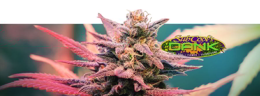 Information About The Dank Seeds Information About The Dank Seeds
