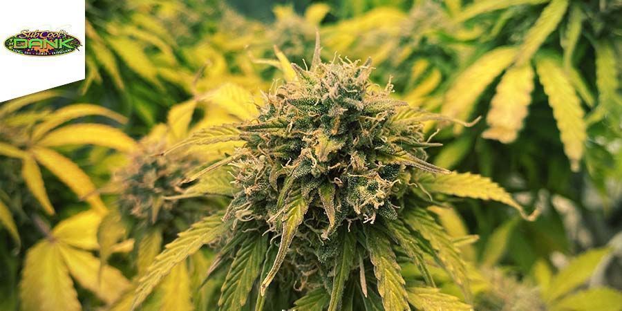 Jack The Ripper (The Dank)