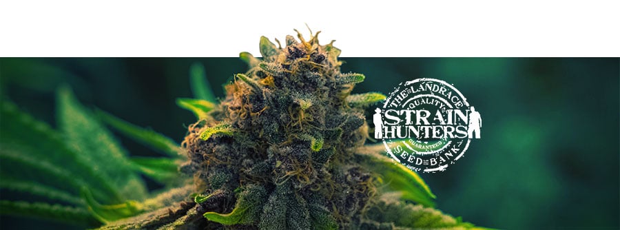 Information about Strain Hunters Information about Strain Hunters