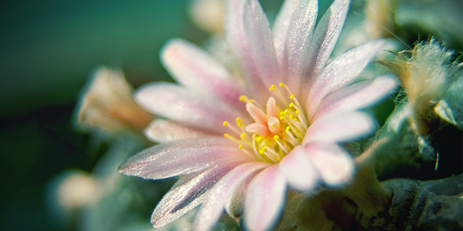 MESCALINE CACTI