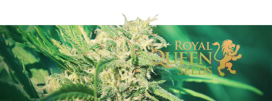 Royal Queen Seeds Royal Queen Seeds
