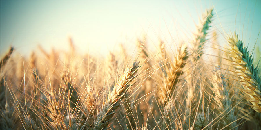 Barley for beer Barley for beer