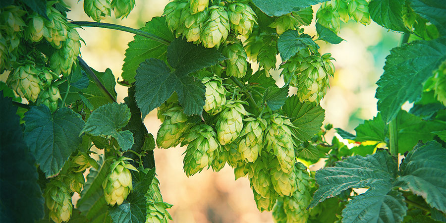 Hops for beer