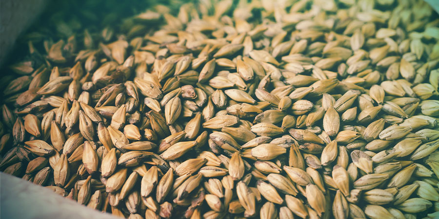 Malting Malting