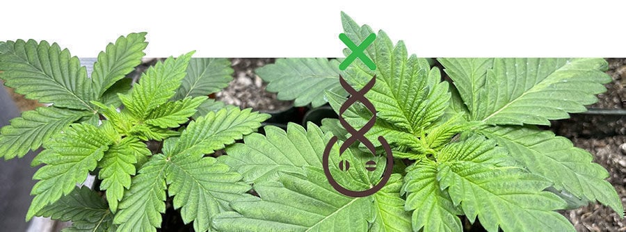 Amsterdam Genetics Amsterdam Genetics