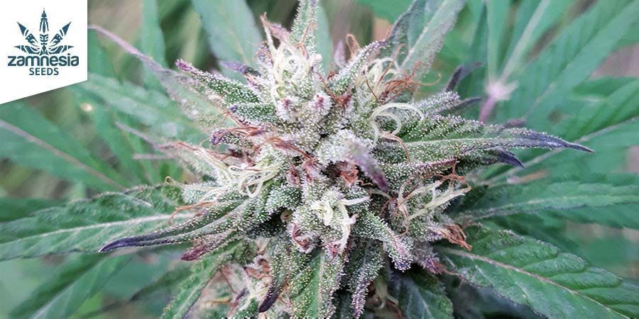 CBD Fix By Zamnesia Seeds CBD Fix By Zamnesia Seeds
