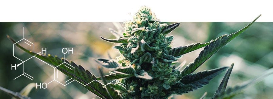 About High CBD Cannabis Strains
