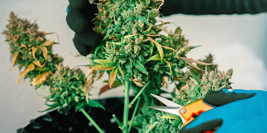 High CBD VS High THC Strains High CBD VS High THC Strains