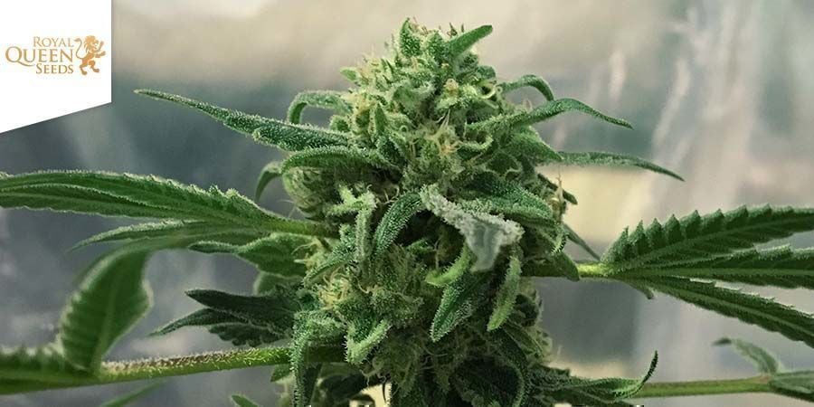 Royal Highness By Royal Queen Seeds
