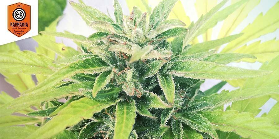 Swiss Dream Auto CBD By Kannabia Seeds Swiss Dream Auto CBD By Kannabia Seeds