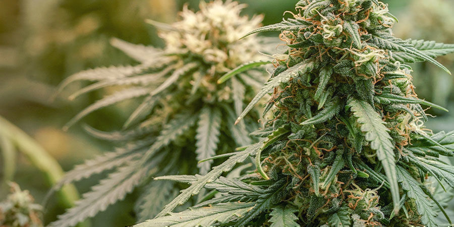 What Is Considered A High CBD Strain? What Is Considered A High CBD Strain?