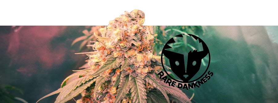 Information about Rare Dankness Information about Rare Dankness