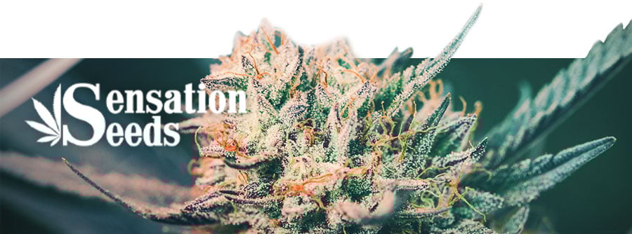 Information About Sensation Seeds Information About Sensation Seeds