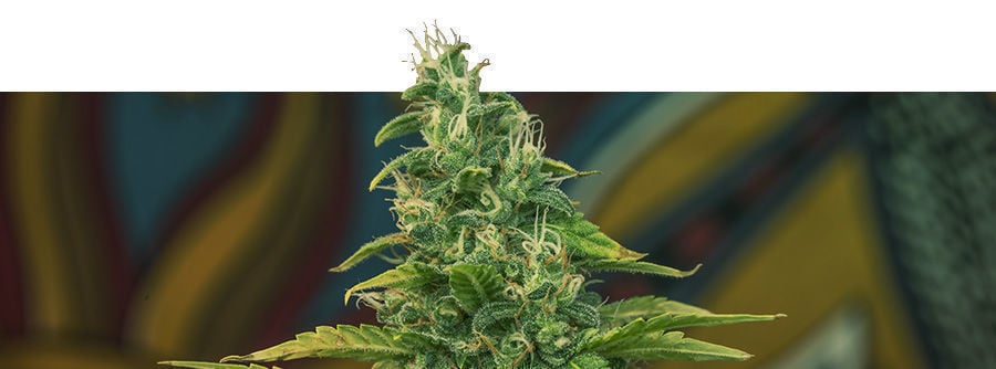 Information About Kalashnikov Seeds