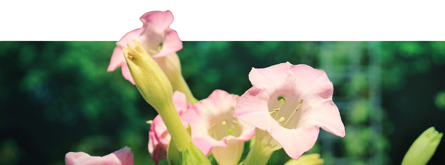 What Is Rapé And How Do You Use It? What Is Rapé And How Do You Use It?
