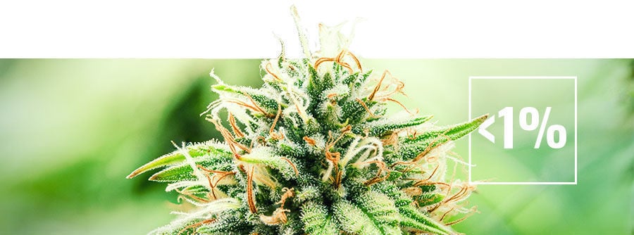 About Low Thc Cannabis (Less Than 1%) About low THC Cannabis (less than 1%)