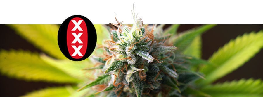 Information About Serious Seeds  Information About Serious Seeds