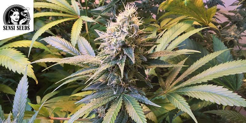 Northern Lights #5 X Haze  (Sensi Seeds)