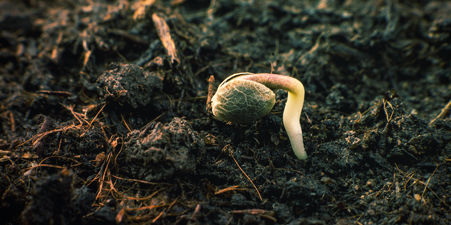 How Do You Germinate Sensi Seeds? How Do You Germinate Sensi Seeds?