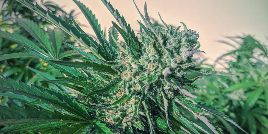 What Are The Best Autoflowering Cannabis Seeds By Sensi Seeds? What Are the Best Autoflowering Cannabis Seeds by Sensi Seeds?