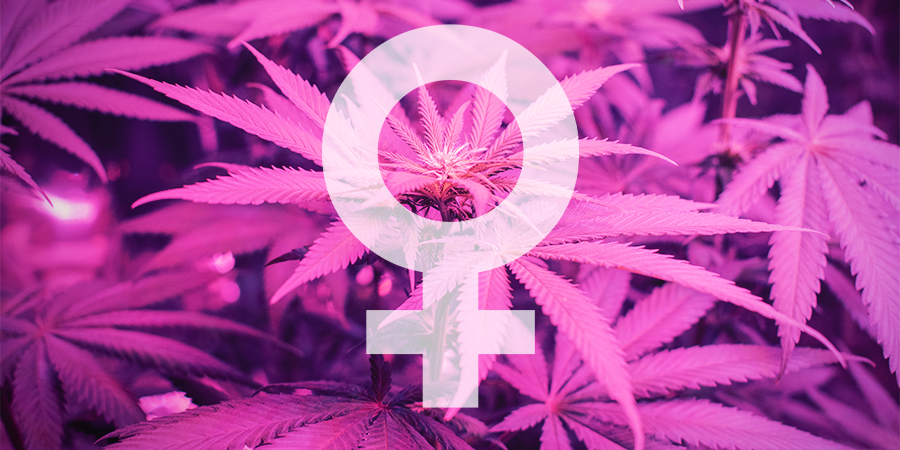 What Are The Best Feminized Cannabis Seeds By Sensi Seeds? What Are the Best Feminized Cannabis Seeds by Sensi Seeds?