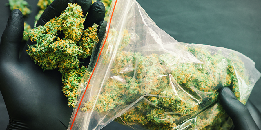 What Are The Highest-yielding Sensi Seeds Cannabis Strains? What Are the Highest-Yielding Sensi Seeds Cannabis Strains?