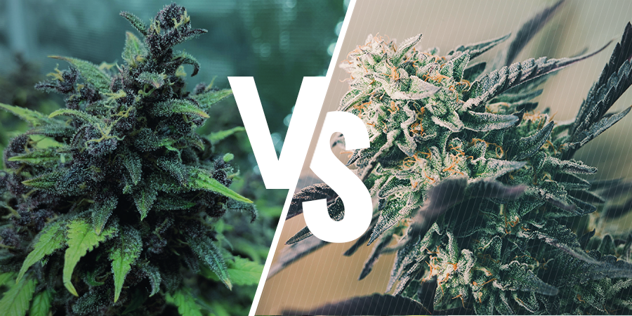 the Difference Between Feminized, Autoflowering, and Regular Seeds
