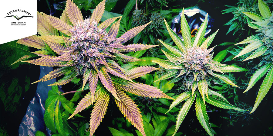 Blueberry (Dutch Passion)