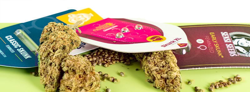 About Skunk Strains About Skunk Strains