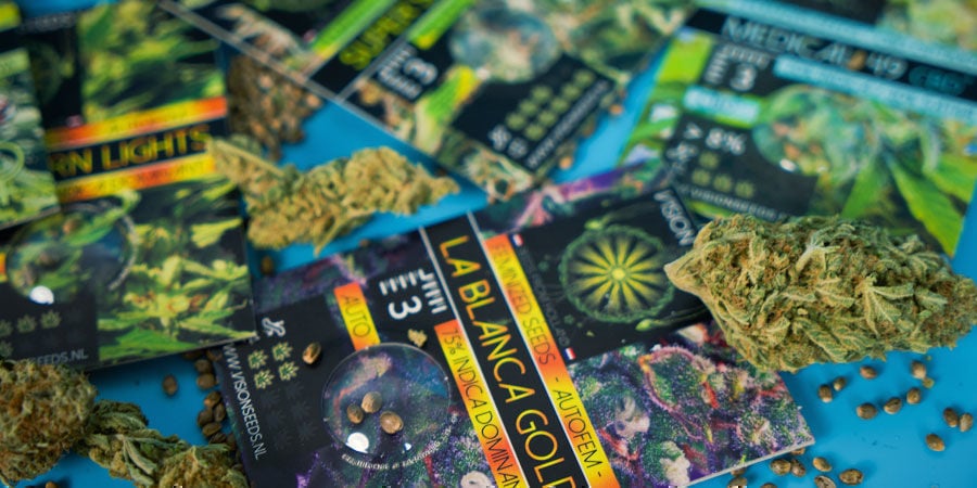 Most Popular Cannabis Seeds By Vision Seeds Most Popular Cannabis Seeds By Vision Seeds
