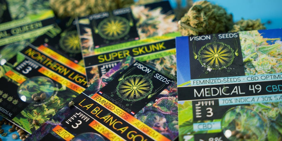 Vision Seeds: Available As Feminized Seeds Only Vision Seeds: Available As Feminized Seeds Only