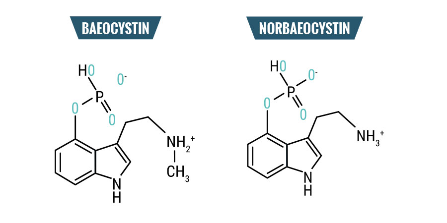 Baeocystin & Norbaeocystin