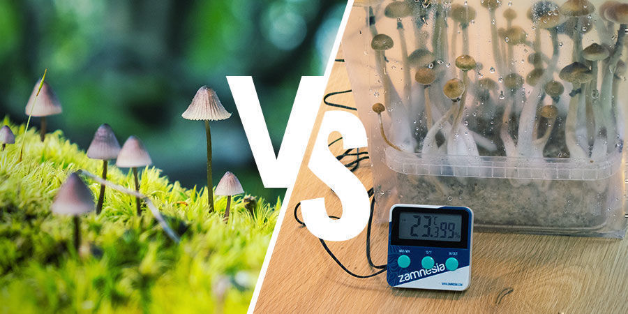 Growing Magic Mushrooms Indoors vs Outdoors