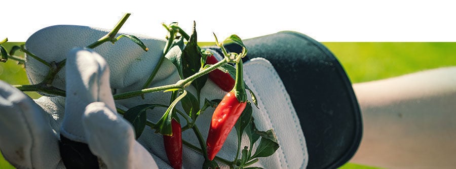 Information About Chili & Pepper Seeds