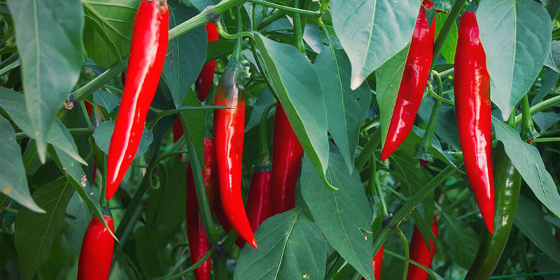 Growing Chili Peppers - When To Harvest Chillies?
