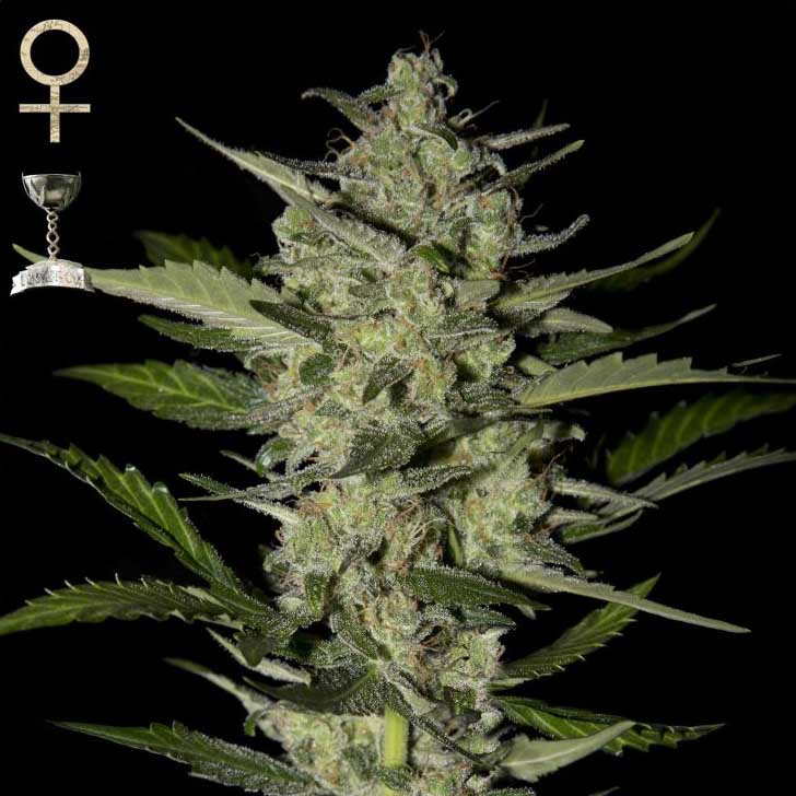 Strain Hunters Flower Bomb Kush Flower Bomb Kush