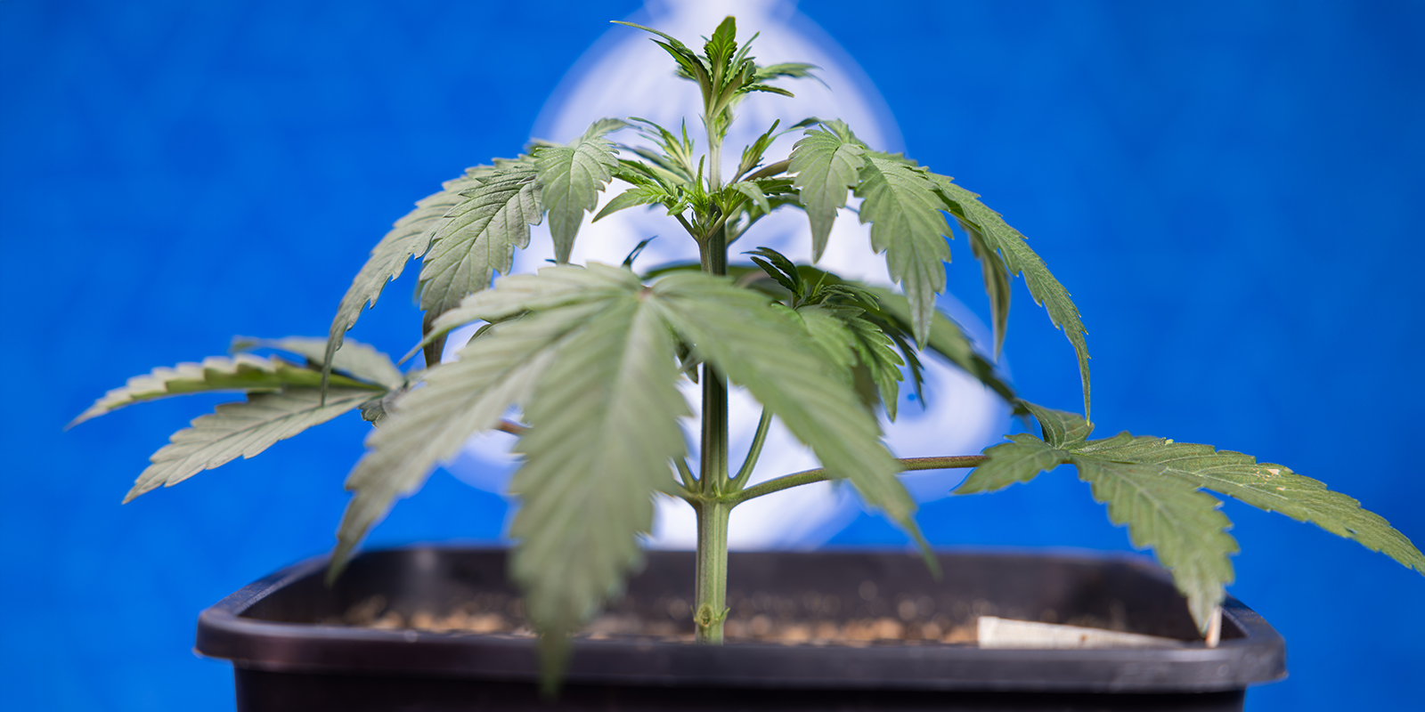 How to perform LST on autoflowers (step-by-step) How to perform LST on autoflowers (step-by-step)